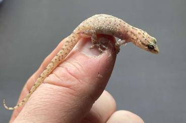 Geckos kaufen und verkaufen Foto: Hemidactylus robustus ENZ'24 Oman