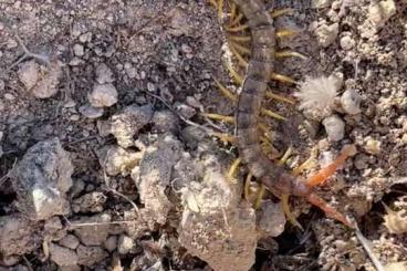 Myriapoda kaufen und verkaufen Photo: Scolopendra cingulata abzugeben