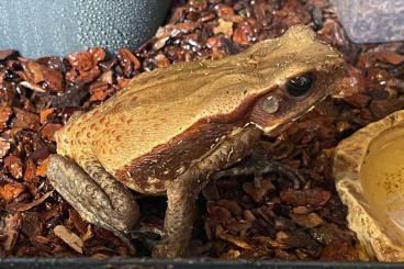 Frösche  kaufen und verkaufen Foto: Gebe ab: Bufo guttatus, Rhaebo guttatus