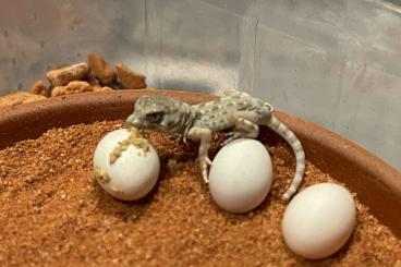 Geckos kaufen und verkaufen Photo: Suche ISO 0.1 Pristurus carteri „Sur“