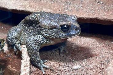 Frösche kaufen und verkaufen Foto: Gebe ab: Sclerophrys ( Bufo ) mauritanica Berberkröte Frösche kaufen und verkaufen Foto: Gebe ab: Sclerophrys ( Bufo ) mauritanica Berberkröte