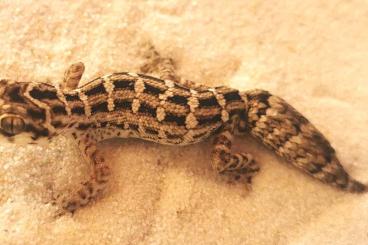 Lizards kaufen und verkaufen Photo: 0.0.10 Hemidactylus imbricatus Hamm September 