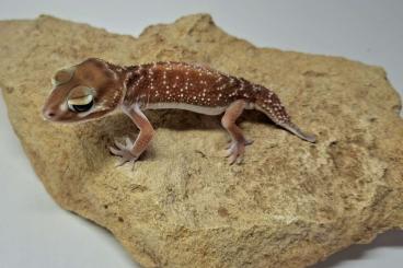 Geckos kaufen und verkaufen Photo: 2.2 Nephrurus levis levis NLL 