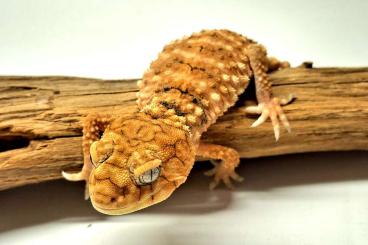 Geckos kaufen und verkaufen Foto: 0.1 Nephrurus amyae female