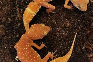 Geckos kaufen und verkaufen Photo: 1.1 Underwoodisaurus husbandi albino