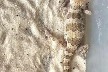 Geckos kaufen und verkaufen Foto: 1.1 Trachydactylus hajarensis 