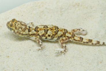 Geckos kaufen und verkaufen Foto: 1.0 Ptenopus garrlulus maculatus