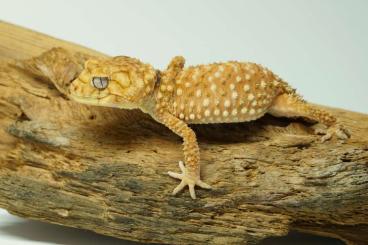 Geckos kaufen und verkaufen Photo: 1.1 Nephrurus amyae cb 2022 RTB