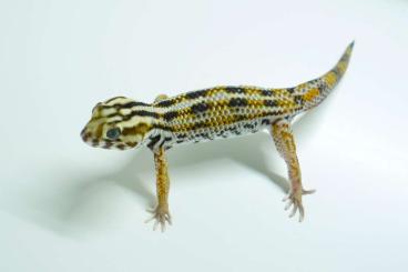 Geckos kaufen und verkaufen Foto: 1.1 Teratoscincus keyserlingii cb 2023