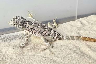 Geckos kaufen und verkaufen Photo: 2.0 Pristurus carteri Masirah