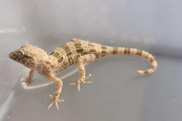 Geckos kaufen und verkaufen Foto: 2.2 Trachydactylus hajarensis 