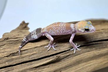 Geckos kaufen und verkaufen Photo: 1.1 Underwoodisaurus milii (hypo) Geckos kaufen und verkaufen Photo: 1.1 Underwoodisaurus milii (hypo)