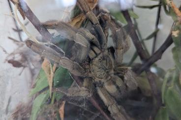 Vogelspinnen kaufen und verkaufen Foto: Psalmopeous cambridgei spiderlings