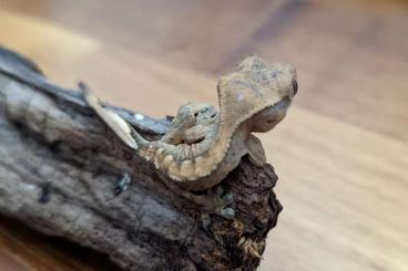 Geckos kaufen und verkaufen Photo: Correlophus ciliatus hatched in 2022