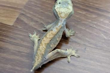 Geckos kaufen und verkaufen Photo: Correlophus ciliatus tailless but pretty :)