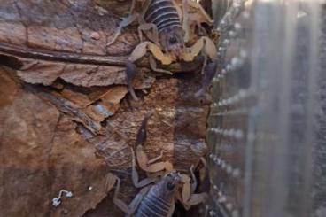 Skorpione kaufen und verkaufen Foto: Heteroctenus princeps und Centruroides nitidus aus NZ