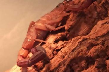 Scorpions kaufen und verkaufen Photo: Heteroctenus junceus 1.1 aus NZ