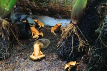 Pfeilgiftfrösche kaufen und verkaufen Foto: Phyllobates Terribilis Orange Blackfoot bei Hamburg