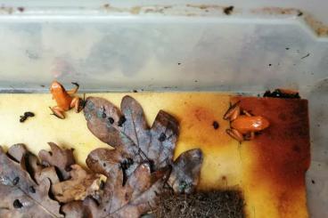 Pfeilgiftfrösche kaufen und verkaufen Foto: Phyllobates terribilis "orange Blackfoot" Zuchtpaar und NZ abzugeben