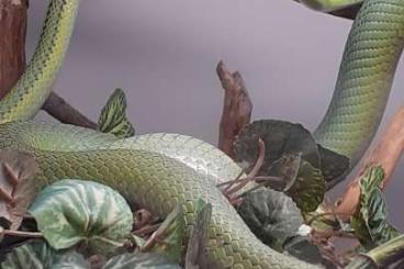 Snakes kaufen und verkaufen Photo: Philodryas baroni NZ 2020