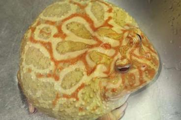 frogs kaufen und verkaufen Photo: Schmuckhornfrosch (Ceratophrys cranwelli)