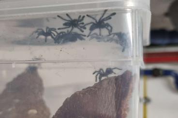 - bird spiders kaufen und verkaufen Photo: Caribena versicolor slings 