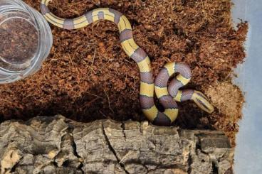 Schlangen kaufen und verkaufen Foto: Hobby Reduzierung  Schlangen 