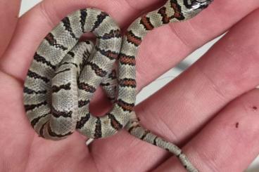 Snakes kaufen und verkaufen Photo: Lampropeltis mexicana greeri 