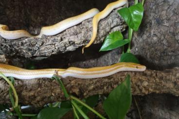 Schlangen kaufen und verkaufen Foto: Boaedon capensis T-Albino 1.2