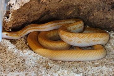 Schlangen kaufen und verkaufen Foto: Boaedon capensis T-Albino 1.2