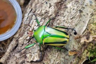 Insekten kaufen und verkaufen Foto: Eudicella hornimanni  larven L2