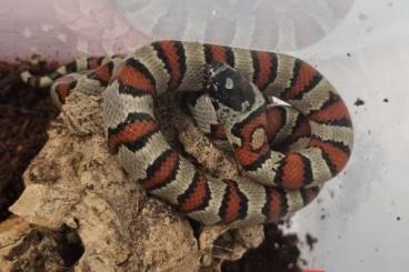 Snakes kaufen und verkaufen Photo: Lampropeltis mexicana greeri 