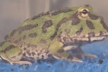 Frösche  kaufen und verkaufen Foto: Schmuckhornfrosch (Ceratophrys cranwelli)