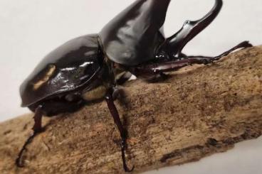 Insekten kaufen und verkaufen Foto: Xylotrupes gideon sumatrensis 