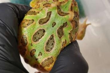 frogs kaufen und verkaufen Photo: Schmuckhornfrosch (Ceratophrys cranwelli)