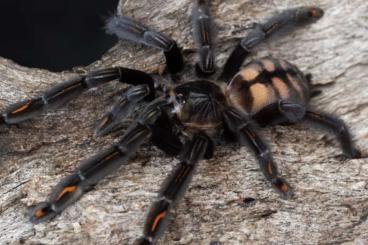 Vogelspinnen kaufen und verkaufen Foto: Vogelspinnen caribena versicolor/ Psalmopoeus irmina 1.0