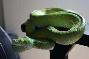 Pythons kaufen und verkaufen Photo: 1.0 Morelia Viridis 'Aru'