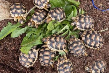 Tortoises kaufen und verkaufen Photo: Breitrandschildkröten testudo marginata NZ21