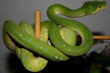 Pythons kaufen und verkaufen Foto: 0.1 ENZ 03/22 morelia viridis sorong abzugeben