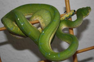 Pythons kaufen und verkaufen Photo: 0.1 ENZ 03/22 morelia viridis sorong abzugeben