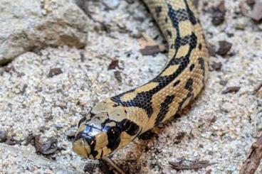 Snakes kaufen und verkaufen Photo: Treppennatter Zamenis scalaris Menorca 1.0