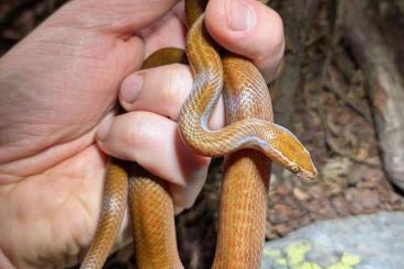 Schlangen kaufen und verkaufen Foto: Boaedon capensis 1.0 Hausschlange 