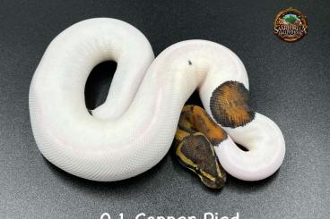 Ball Pythons kaufen und verkaufen Photo: Python Regius - PIED - HAMM 08.03.2025