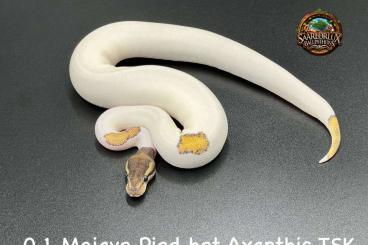 Königspythons kaufen und verkaufen Foto: Python Regius - AXANTHIC TSK PIED - HAMM 08.03.2025