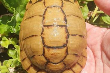 Turtles and Tortoises kaufen und verkaufen Photo: 1.1 Testudo kleinmanni adult cites source D and C