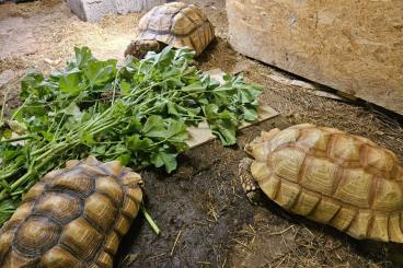 Turtles and Tortoises kaufen und verkaufen Photo: 1.2 Centrochelys Sulcata Ivory male+Het female(USA)+ancestral CB 2013