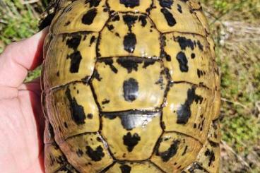 Schildkröten kaufen und verkaufen Foto: 1.1 Testudo graeca nabeulensis (Sardinia area) CB 2013 Schildkröten kaufen und verkaufen Foto: 1.1 Testudo graeca nabeulensis (Sardinia area) CB 2013