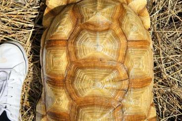 Landschildkröten kaufen und verkaufen Foto: 1.2 Centrochelys Sulcata Ivory male+Het female(USA)+ancestral CB 2013 Landschildkröten kaufen und verkaufen Foto: 1.2 Centrochelys Sulcata Ivory male+Het female(USA)+ancestral CB 2013