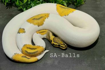 Ball Pythons kaufen und verkaufen Photo: Python regius abzugeben  