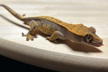 Geckos kaufen und verkaufen Photo: 1.0 Lilly White Kronnengecko und zwei unbestimmte Tiere